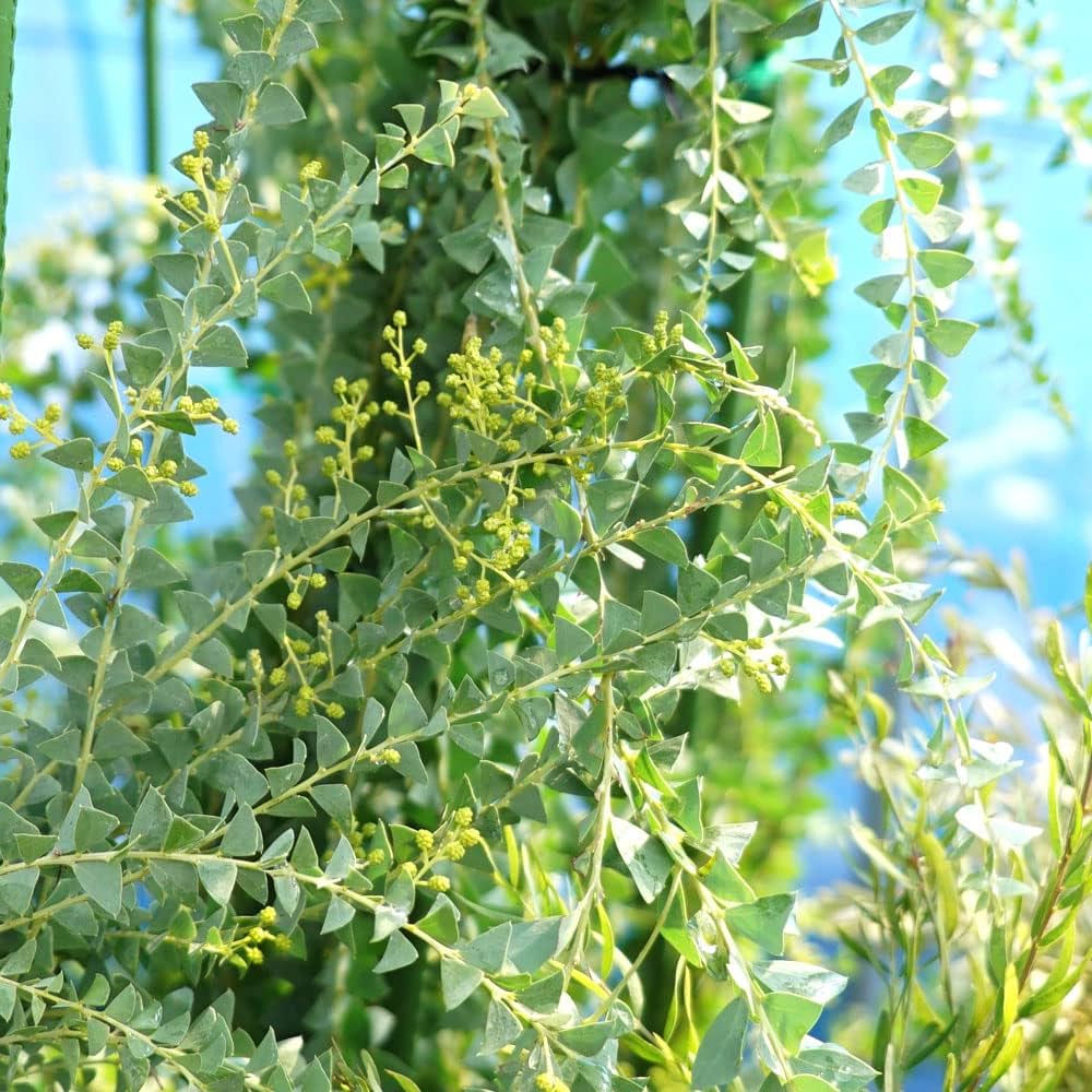 サンカクバアカシア　三角葉アカシア　テラコッタ鉢植え　苗ミモザ　ウェルカムツリー サンカクバアカシア 三角葉アカシア テラコッタ鉢植え 苗ミモザ